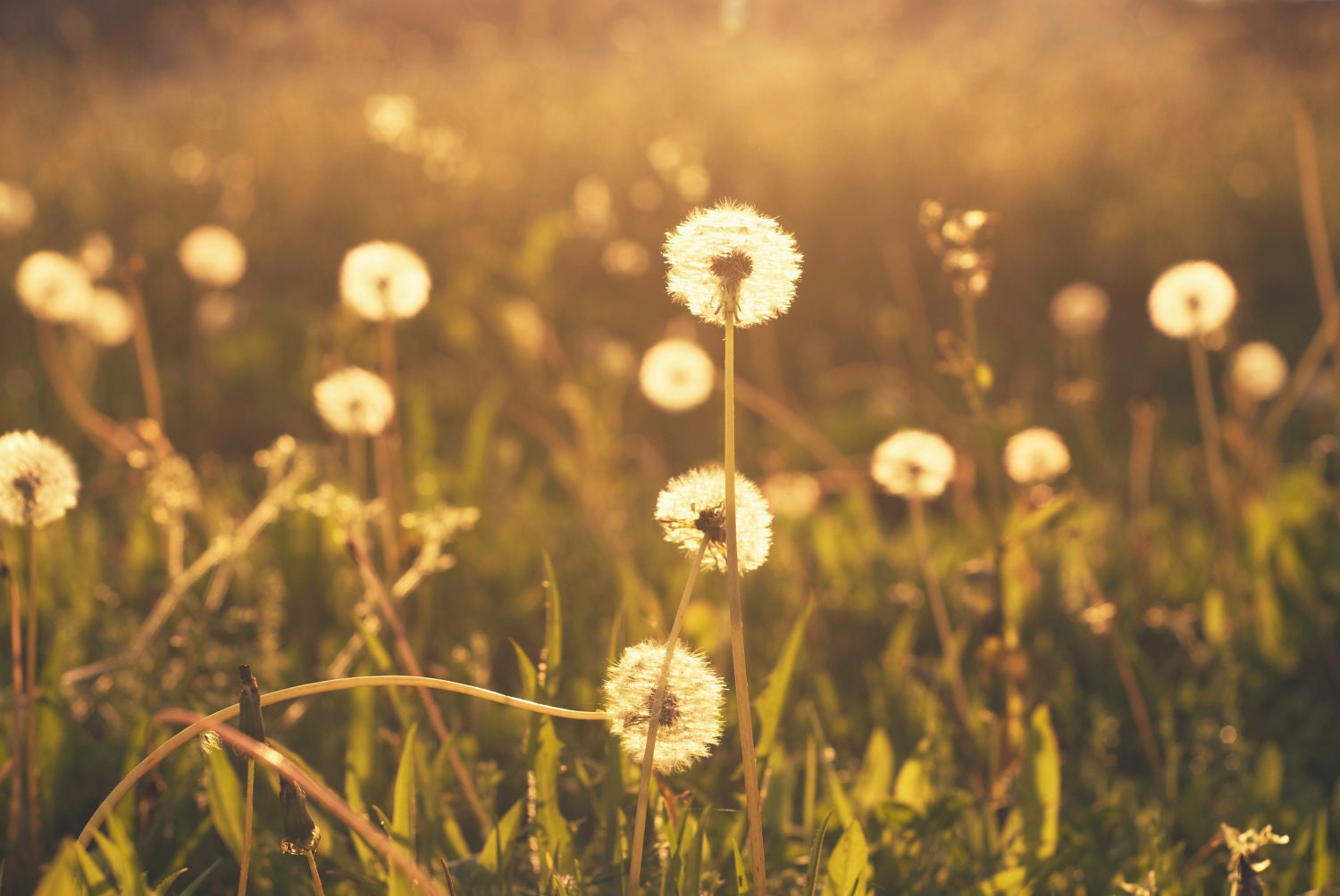 Nature Photography - fine art photography dandelions golden wishes ...