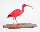 Scarlet Ibis   --Eudocimus ruber  2011