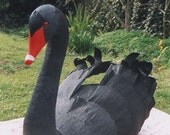 Black Swan    --Cygnus atratus   2006