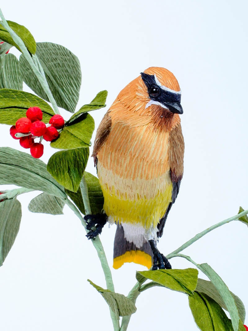 Cedar Waxwing --Bombycilla cedrorum 2010