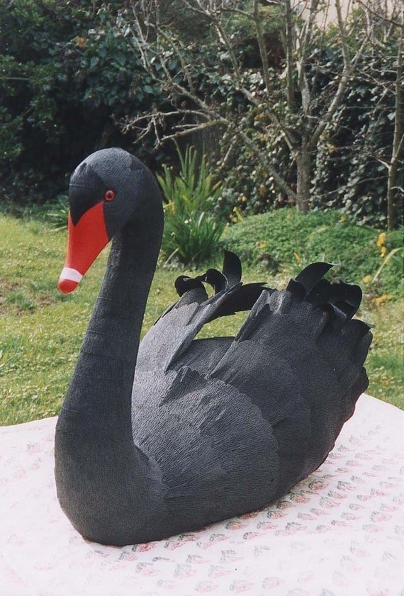 Black Swan --Cygnus atratus 2006
