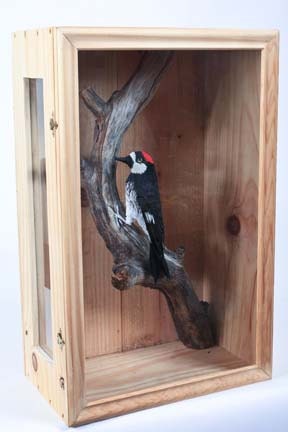 Acorn Woodpecker   --Melanerpes formicivorus  2010
