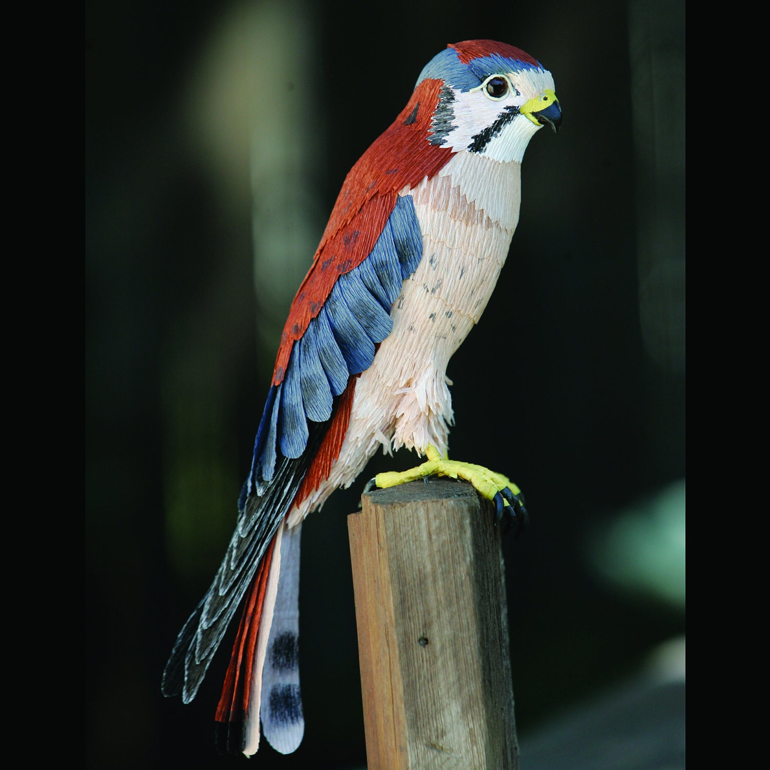 American Kestrel --Falco sparverius 2008