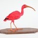 Scarlet Ibis   --Eudocimus ruber  2011