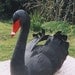 Black Swan    --Cygnus atratus   2006