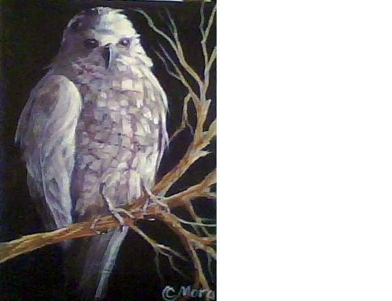 Night Hawk - Original