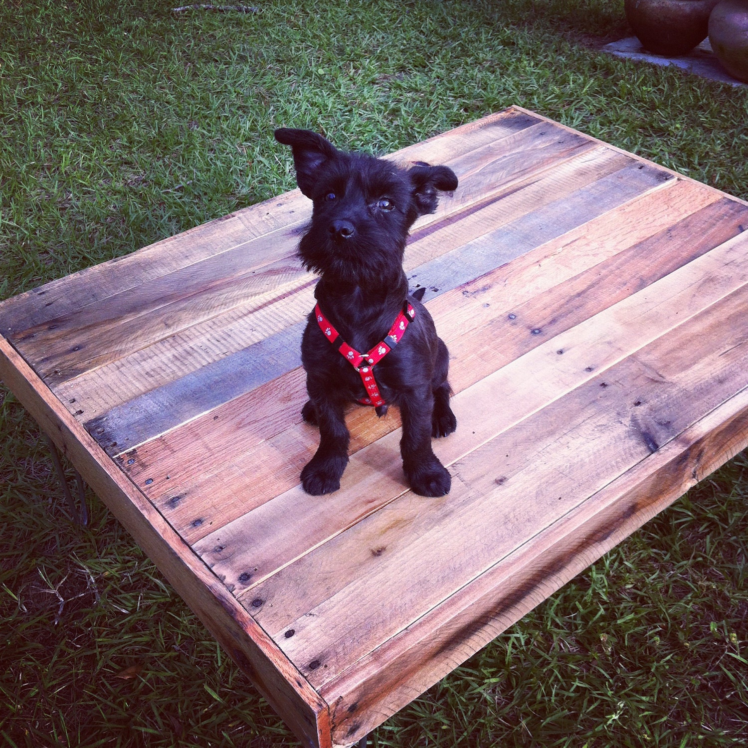 Reclaimed Barnwood Wood Coffee Table with steel hairpin legs-Upcycled and modern-upcycled recycled