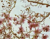 8x10 - Botanical Love - Cottage Wall Decor, Shabby Chic Photo, Soft Pastel, Pink Blue Turquoise, Flower Art Print, Spring Nature