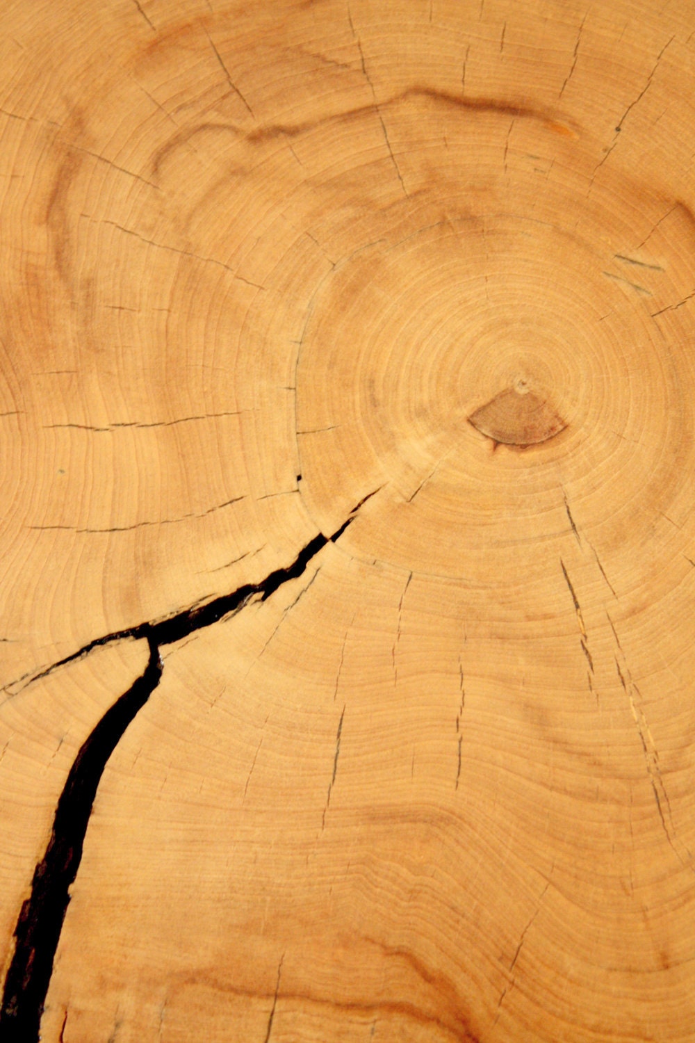 Reclaimed Tree Stump Coffee Table On Vintage Hairpin Legs