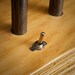 Iron Pipe Lamp with Wood Base