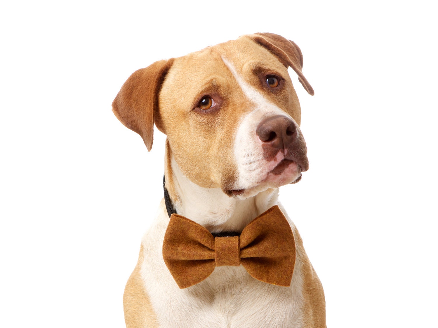 Adorable Eco-Friendly Felt Dog Bow Tie (Choose from 25 colors) - CharlieHeartsDiesel