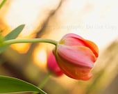 11x14 Bowing Pink Tulip - Photographic Art