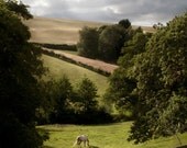Somerset, England---A photograph of the English countryside infused onto a 8x12" high-gloss metal plate