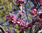 Spring Flowers Magnolia Blooms Pink White Green Tree Blue Sky 8x10 Fine Art Photograph Under 25 Gift