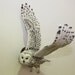Bird Carving Owl - Hand Carved Full-Size Snowy Owl Wall Mounted on Walnut Plaque