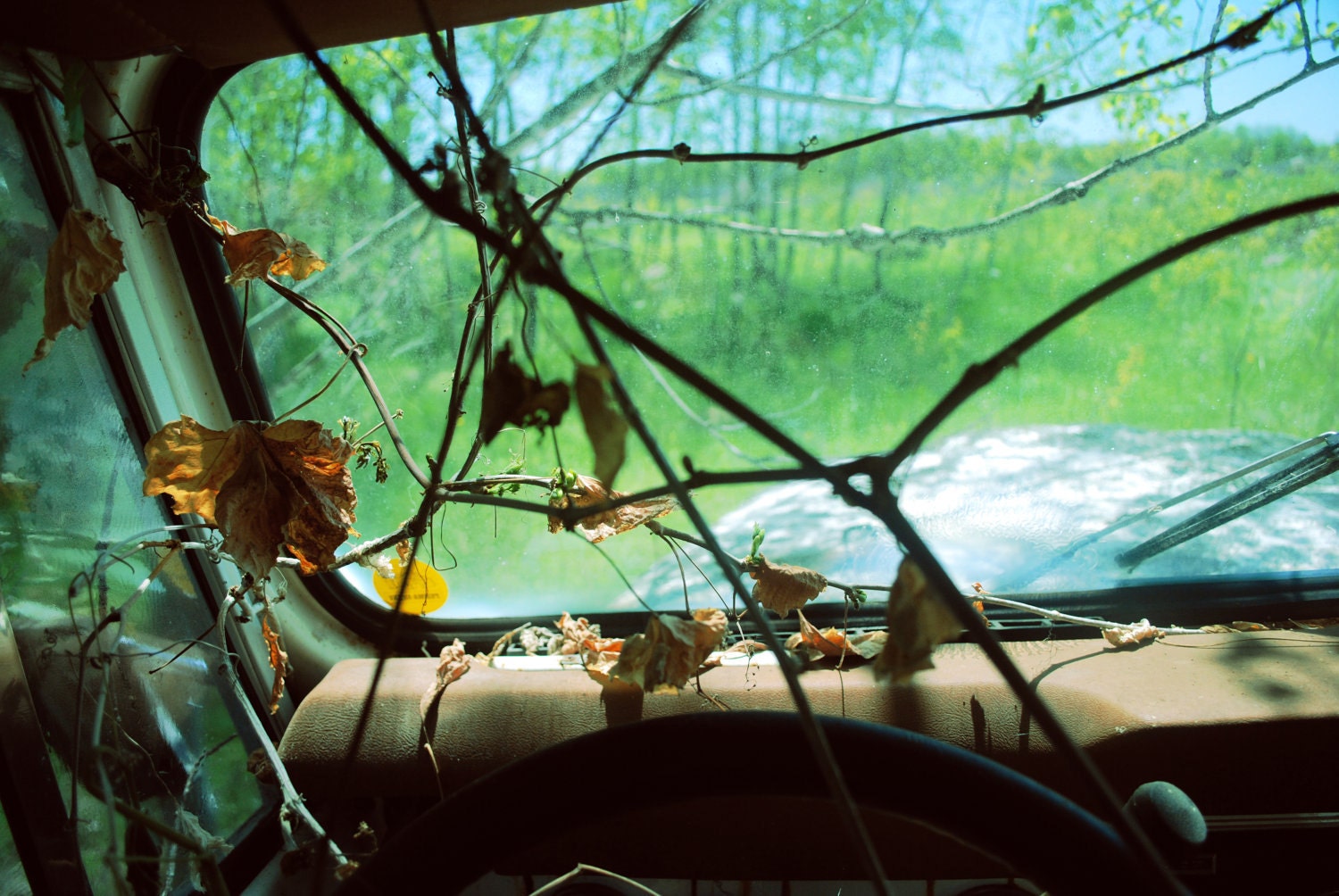 Urban Decay Summer Abandoned Car Window Leaves Fine Art Photography -  8 x 12