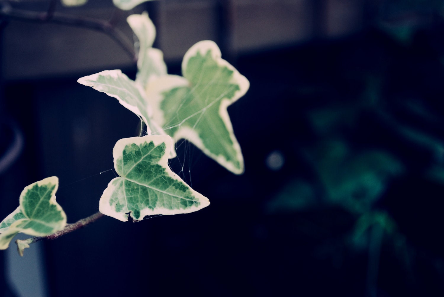 Cute Little Green White Leaves Spiderwebs Minimalist Fine Art Photography -  5 x 7