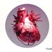 Human Heart Fine Art Print - Choose your Style -  8 x 12