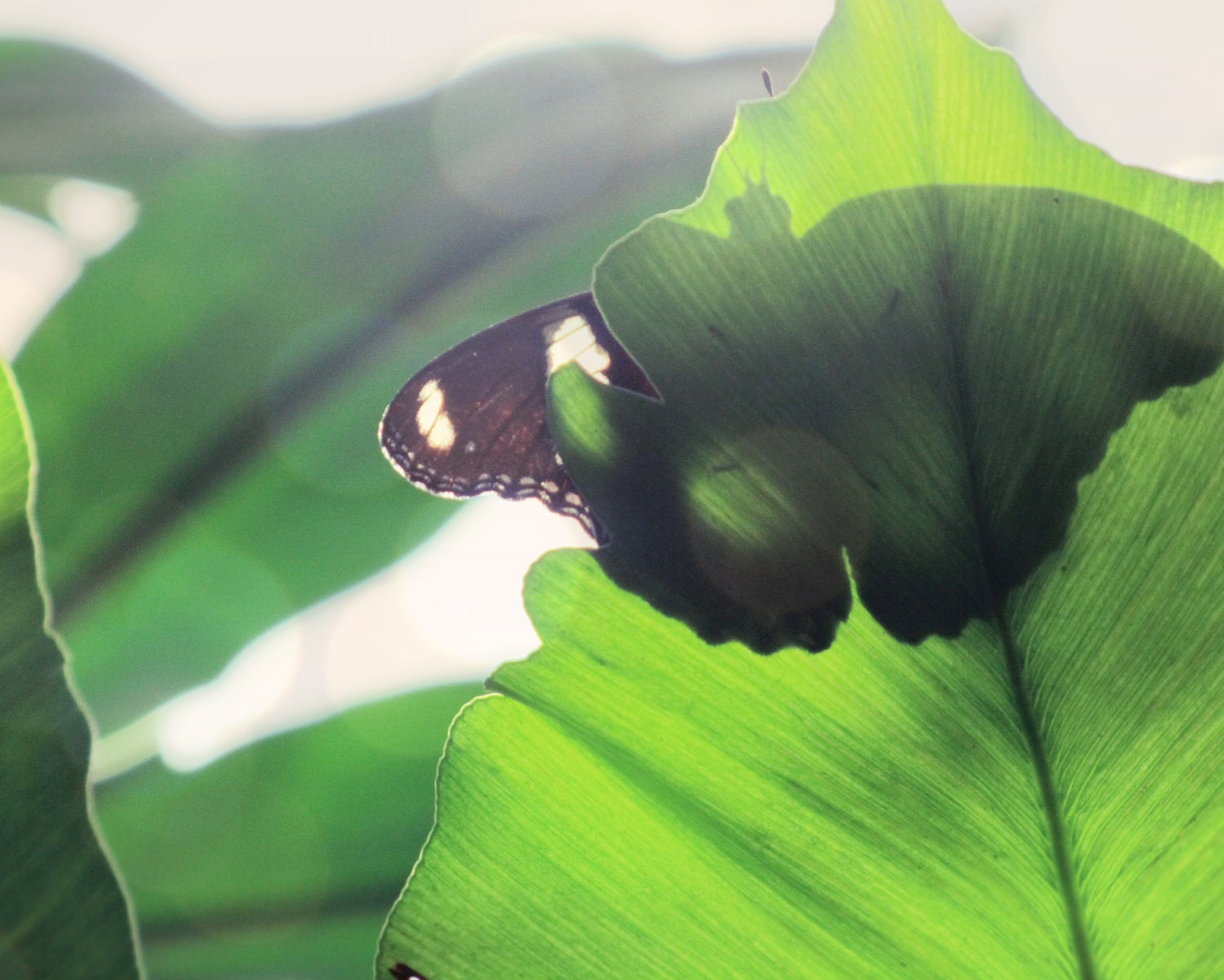 Green Gold Butterfly on Stone Fine Art Photography - 8 x 10