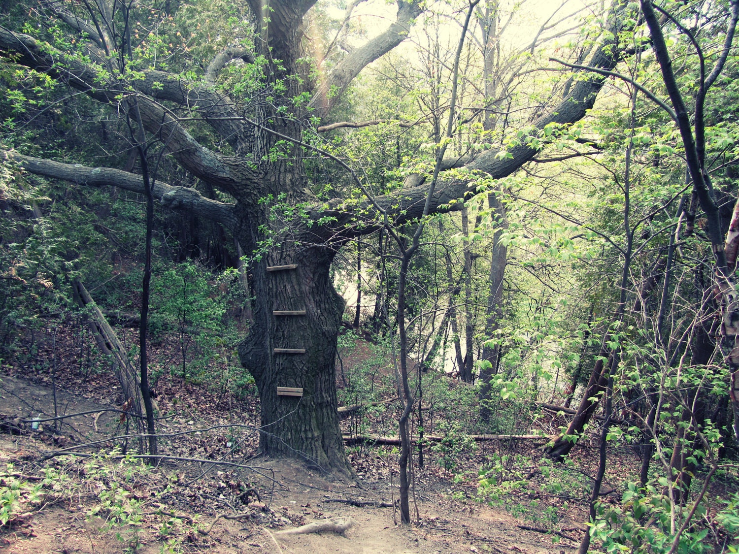 Forgotten Tree House in the Forest Autumn Leaves Green Grey Fine Art Photography -  5 x 7