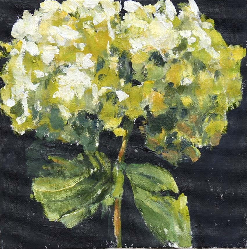 Still Life Painting Hydrangea Flower Painting Small Original Oil  Floral on Canvas Panel 8x8 inches green black