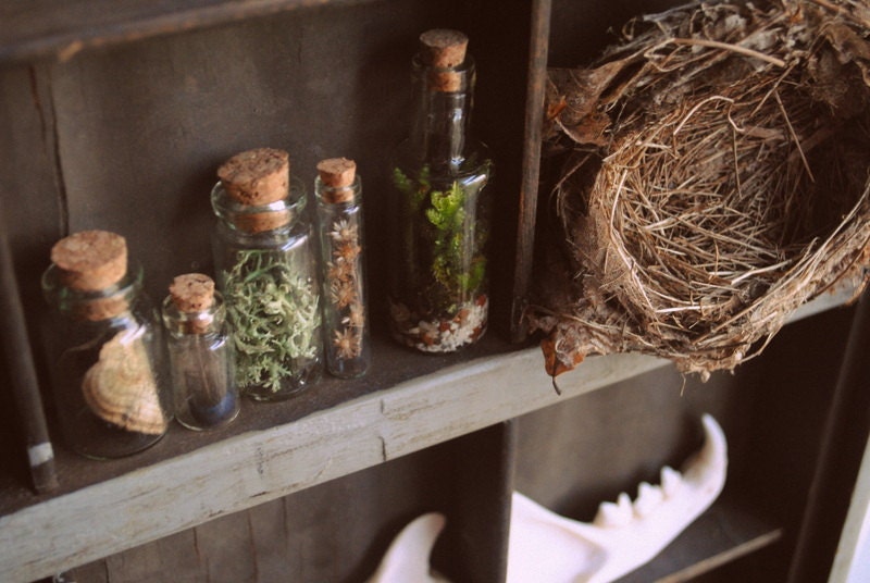 Forest Specimen Set Bottle Shelf Item with Terrarium