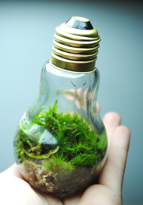 The bright idea terrarium with live ecosystem desk object