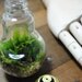 The bright idea terrarium with live ecosystem desk object