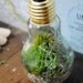The bright idea terrarium with live ecosystem desk object