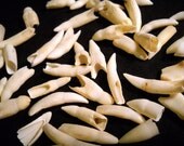 15 Real Bone Alligator Teeth Taxidermy Genuine Bones crocodile