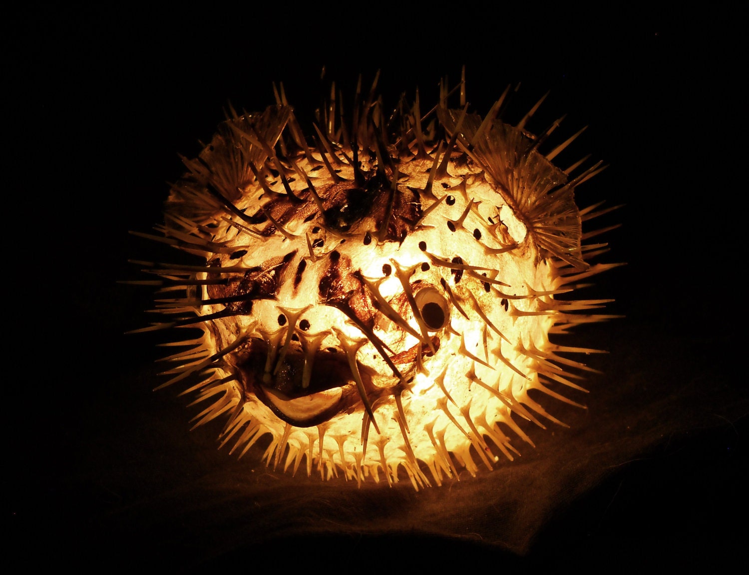 7-10" Lighted Puffer Fish Real Blowfish Table Lamp Taxidermy Animal Light Tiki Bar Nautical Decor LIghting