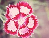 Summer Soft Pink Flower, Whimsical, 8x10 - Fine Art Photography, Wall Decor, Home Decor, Office Decor