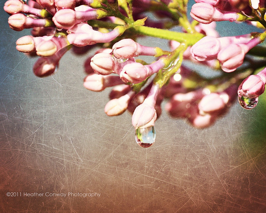 Nursery Art Raindrops on Pretty Pink Spring Blossom Lilacs Summer Flowers  8x10 - Fine Art Photography, Wall Decor