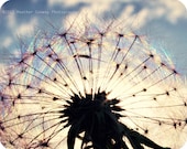 Summer Dandelion Rainbow, Blue sky, fluffy white clouds 8x10 signed print - Fine Art Photography