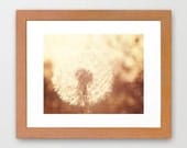 Dandelion Sunset Photograph, Bokeh 8x10 signed metallic print -Rustic Cottage Chic Shabby Chic Country living photo -Fine Art Photography