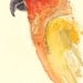 Sun conure wall art kids wall decor nursery children room decor archival print signed giclee bird art print, 8.5x11 Orange yellow