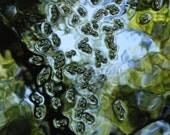 Dance of the Water Bugs - 8x10 - Color Nature Photography