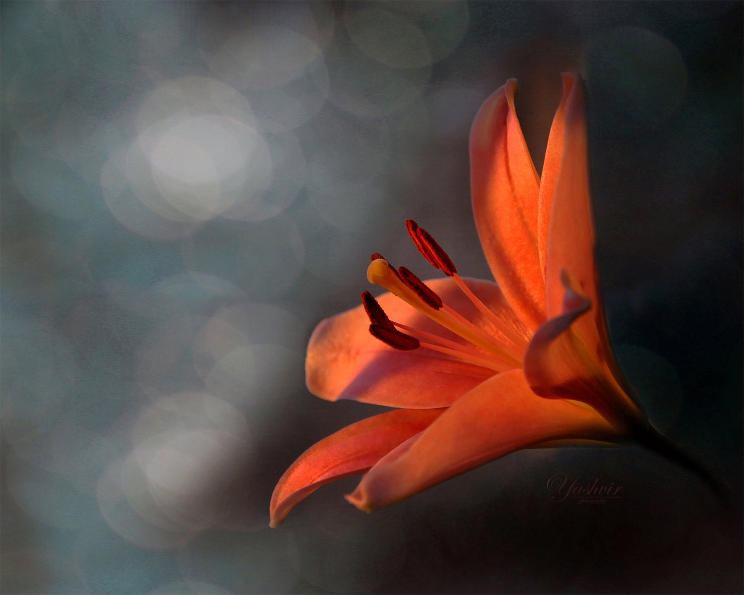 Full bloom- Fine art photographic print,  floral, color, nature, home decor, abstract.