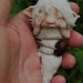 sweet wrapped fairie fairy babee  baby ooak