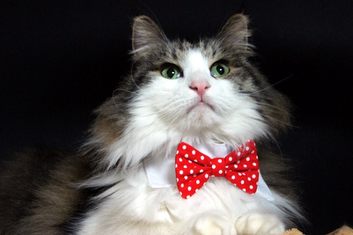 Pet Dog Cat Collar ACCESSORY Bowtie