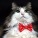 Pet Dog Cat Collar ACCESSORY Bowtie