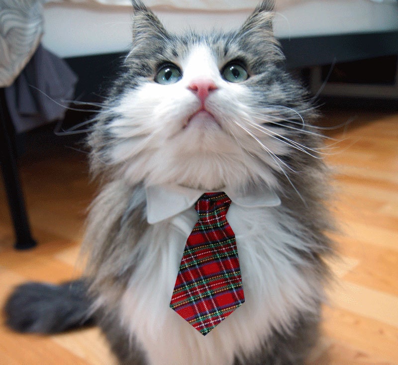 Cat Collar Tie