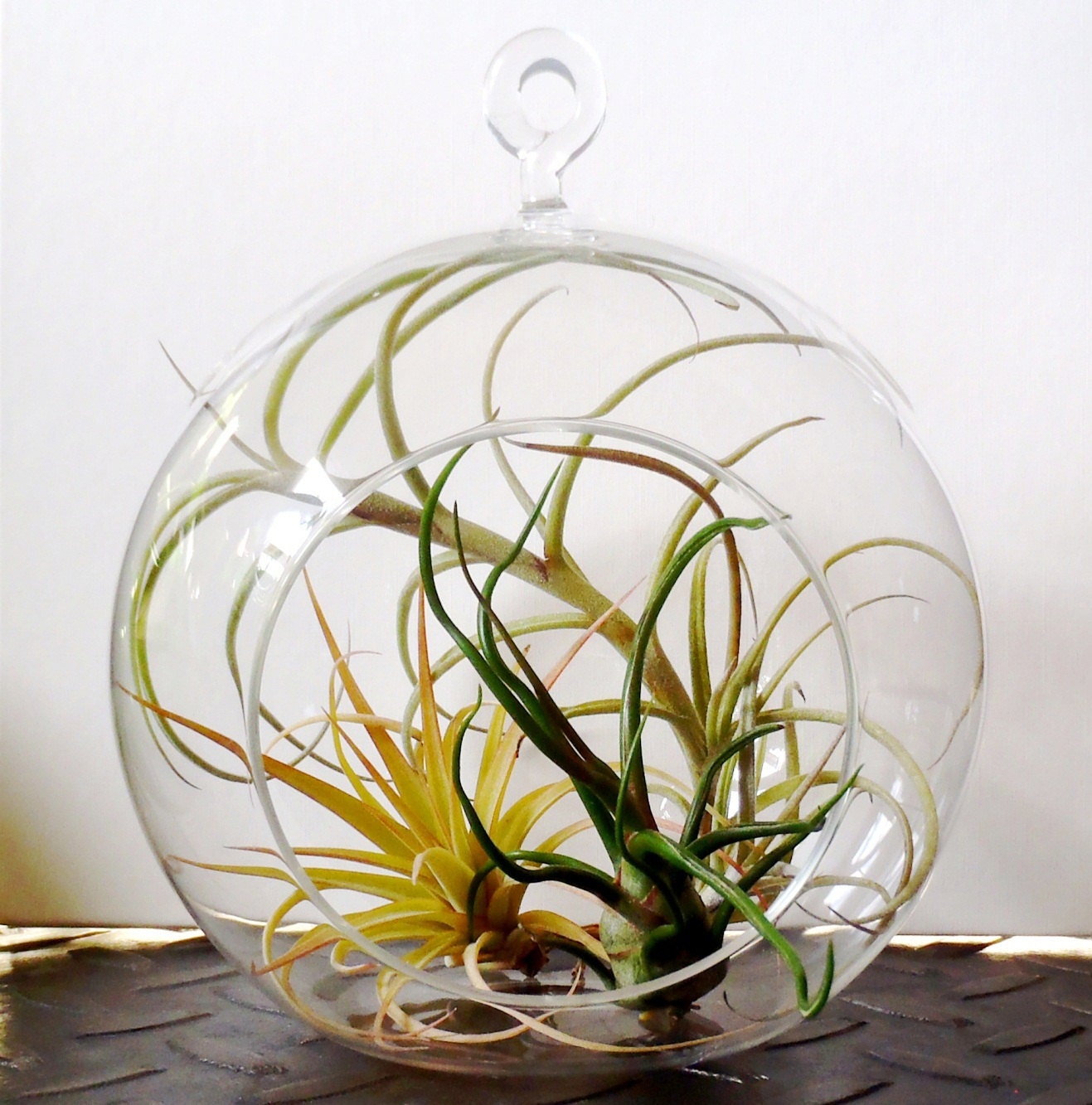 Hanging Air Plant Terrarium Tillandsias in glass globe