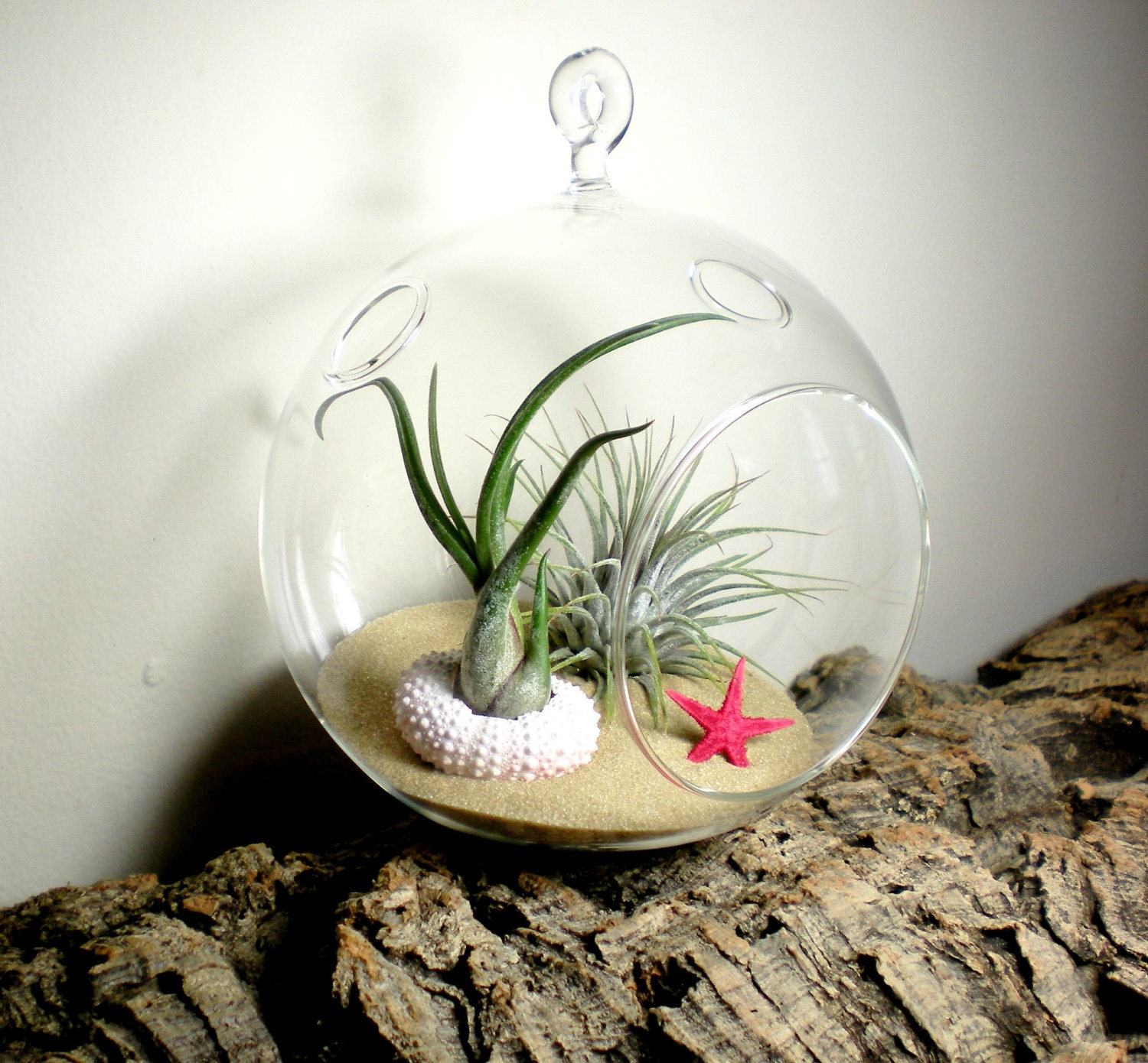 Hanging Air Plant Terrarium With Sea Urchin and Starfish Glass Terrarium