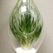 Hanging Air Plant Terrarium Stricta Large Specimen Teardrop Glass