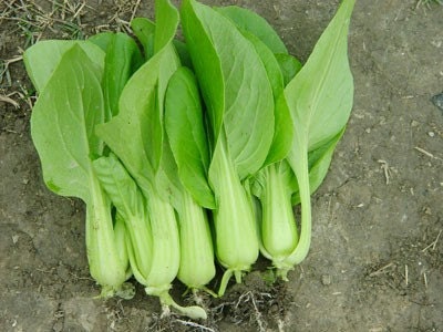 Organic Heirloom 1000 Seeds Garden Chinese Cabbage Pak Choi Vegetable Plant Bulk Fresh Seeds F32