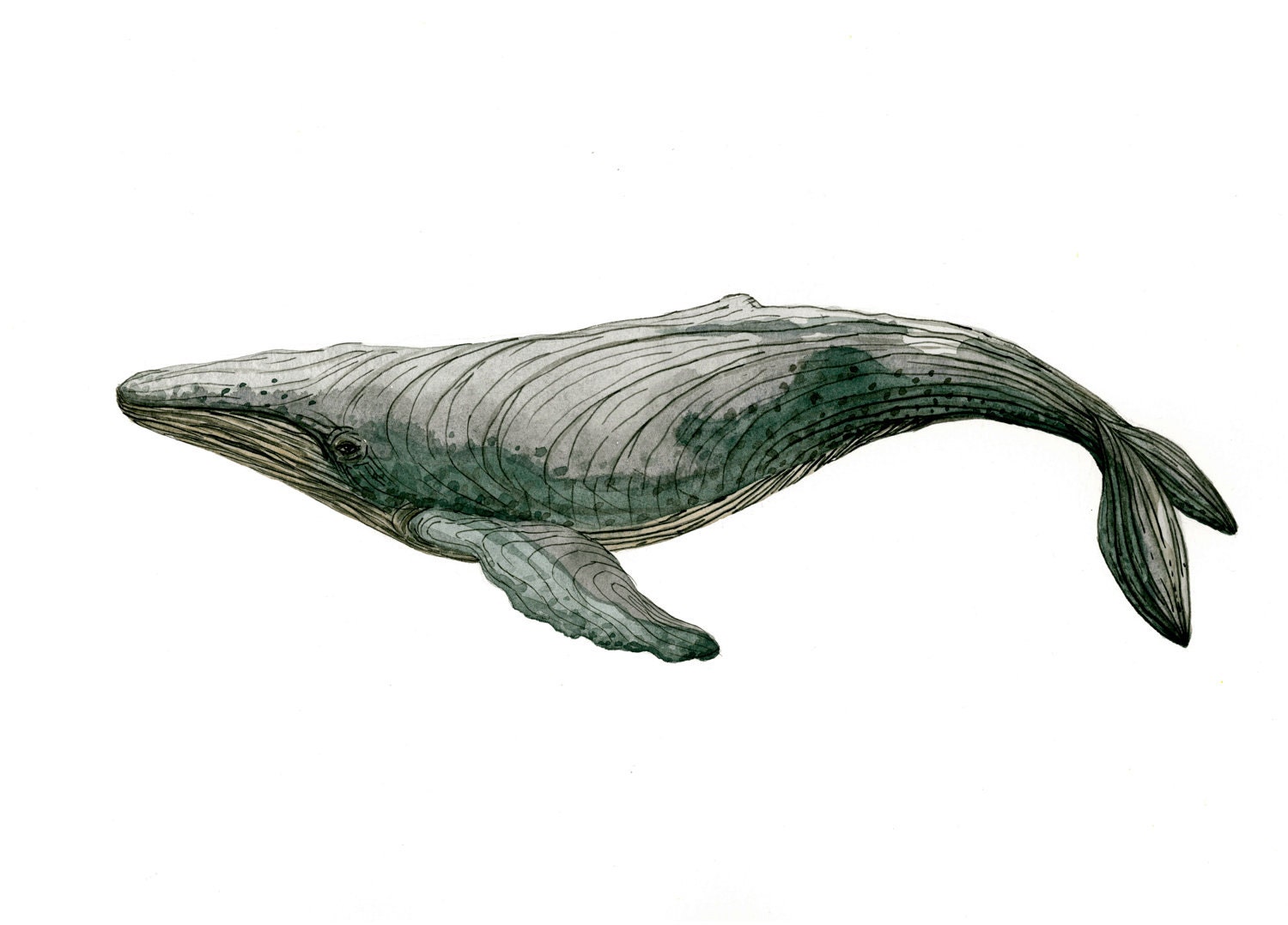 Watercolor Painting - Humpback Whale Art - Archival Print - 8x10 Whale Watching