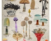 mixed media non edible mushroom botanical 1