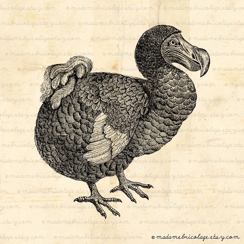 INSTANT DOWNLOAD Dodo Bird - Digital Download for Iron on Transfer, Papercrafts, Pillows, T-Shirts, Tote Bags, Burlap, No 00069