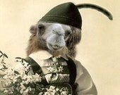 Dr. Cameron - Vintage Camel 5x7 Print - Anthropomorphic - Altered Photo - Gift Idea - Funny Animal - Whimsical Art - Fantasy Art - Green